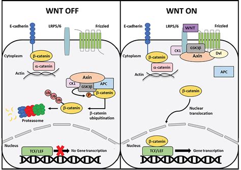beta-catenin|The regulation of β.